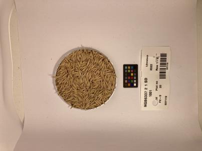 SEED